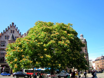 20120823Goetterbaum_Saarbruecken3 photo