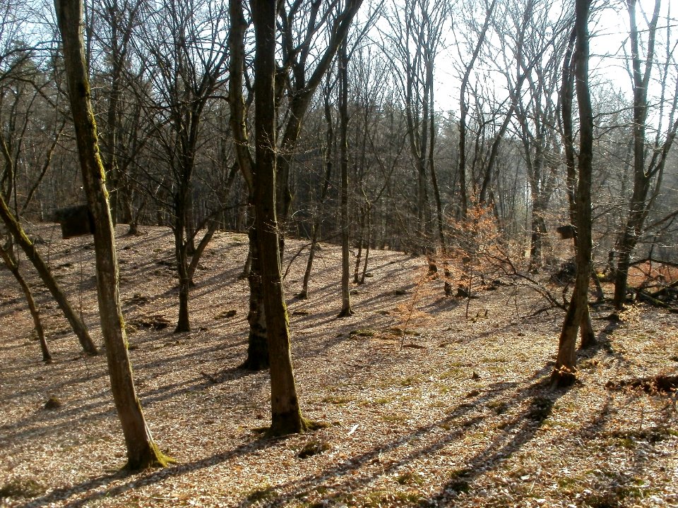 20120316Duene_Wasserloch_Hockenheim05