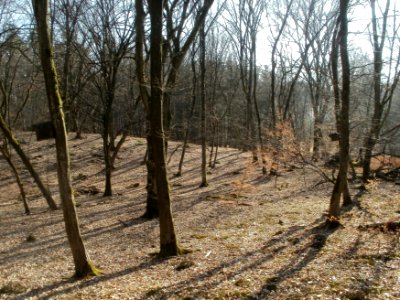 20120316Duene_Wasserloch_Hockenheim05