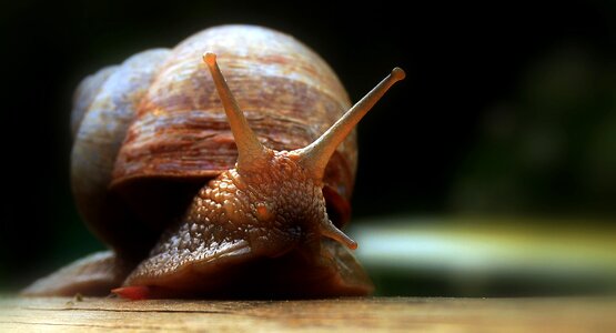 Probe molluscs casing