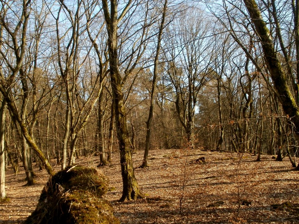 20120316Duene_Wasserloch_Hockenheim08