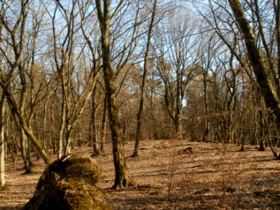 20120316Duene_Wasserloch_Hockenheim08
