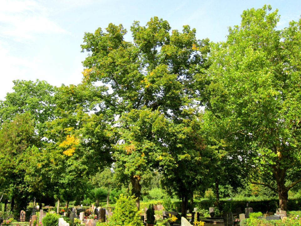 20120821Linde_Friedhof_Hockenheim2