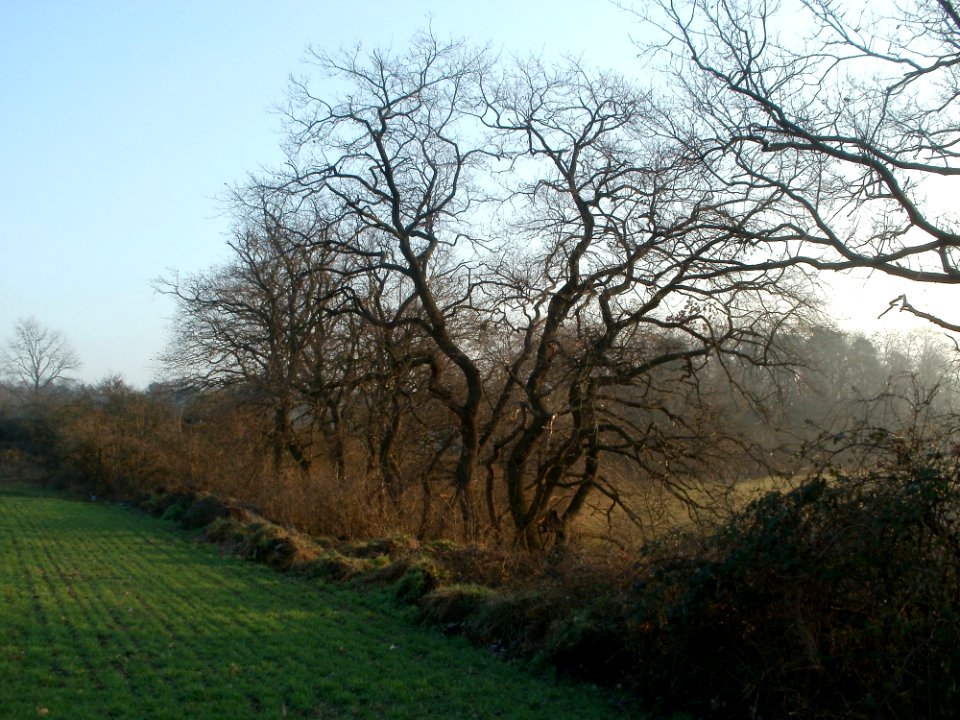20120125Schanzenbuckel_Wiesen1