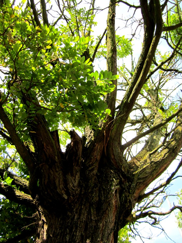 20120822Styphnolobium_japonicum3