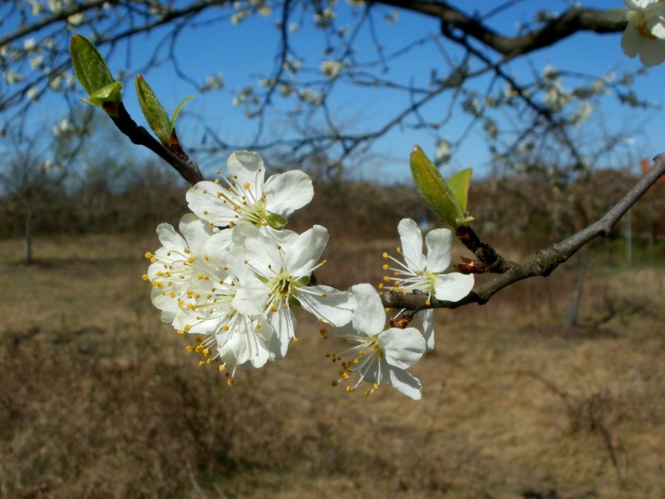 20120401Apfelbluete_Hockenheim4
