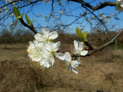 20120401Apfelbluete_Hockenheim4