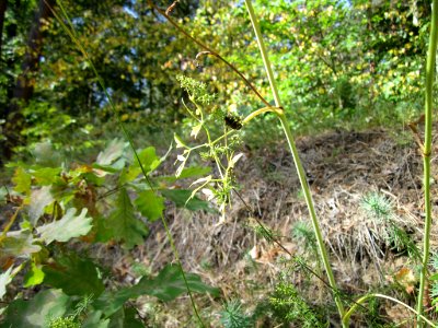 20120819Schwetzinger_Hardt28