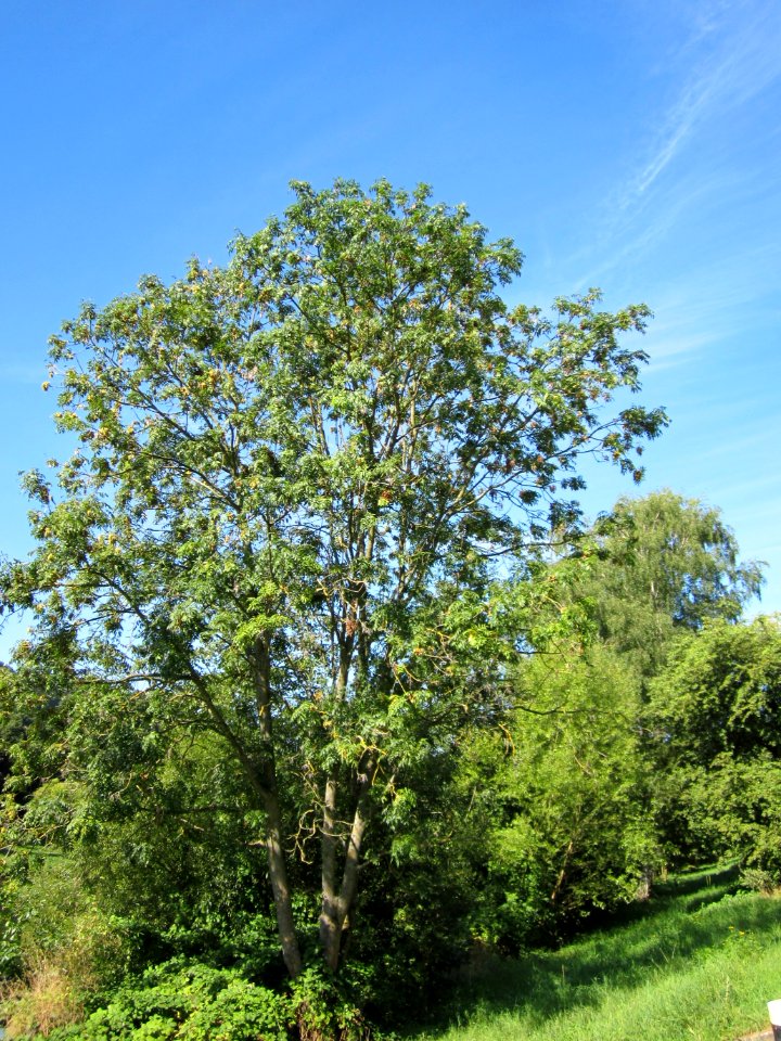 20120827Esche_Saarbruecken