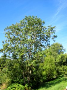 20120827Esche_Saarbruecken