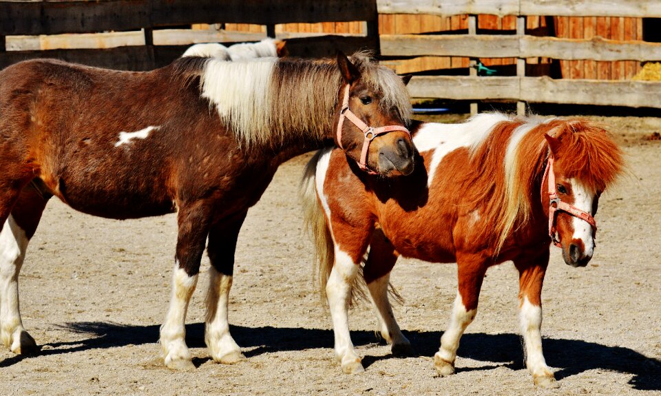 Play pony funny