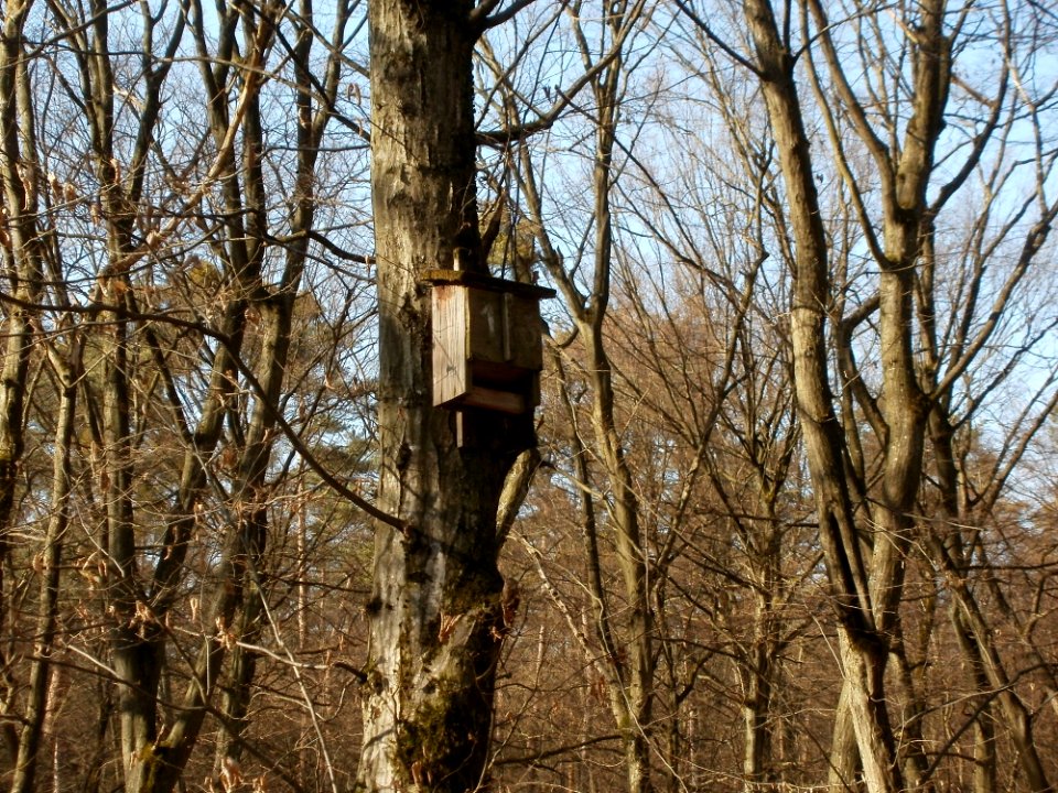 20120316Duene_Wasserloch_Hockenheim04