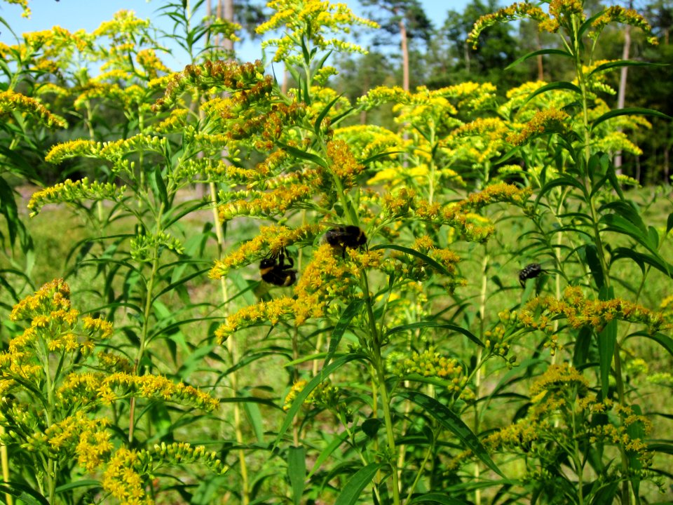 20120819Schwetzinger_Hardt25