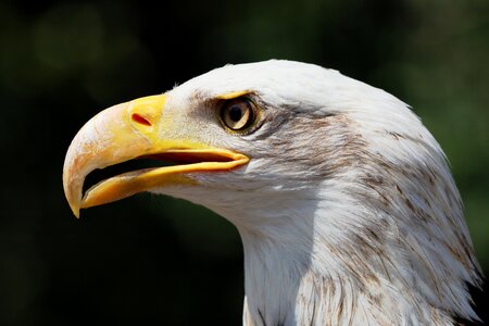 Bird of prey bald eagle coat of arms of bird