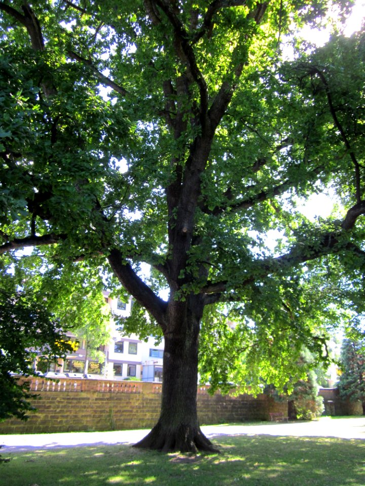20120827Eiche_Saarbruecken2
