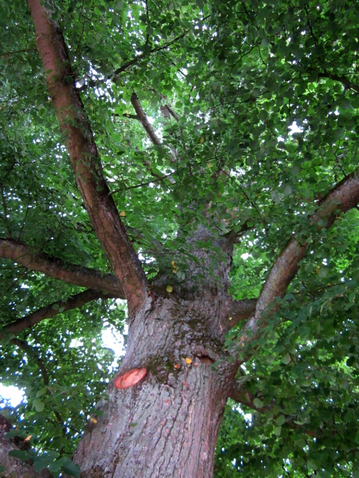 20120825Linde_Kirkel4