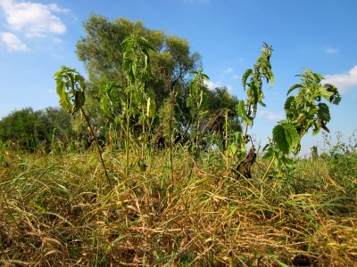 20120904Urtica_dioica