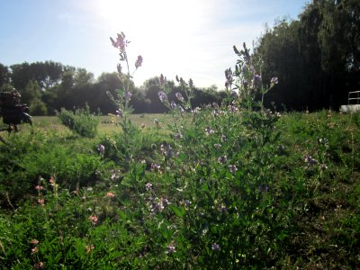 20120906Medicago_×_varia5