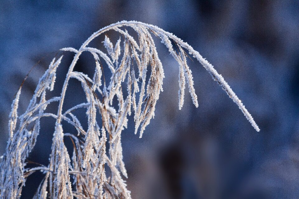 Nature frozen season