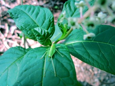 20120819Schwetzinger_Hardt12