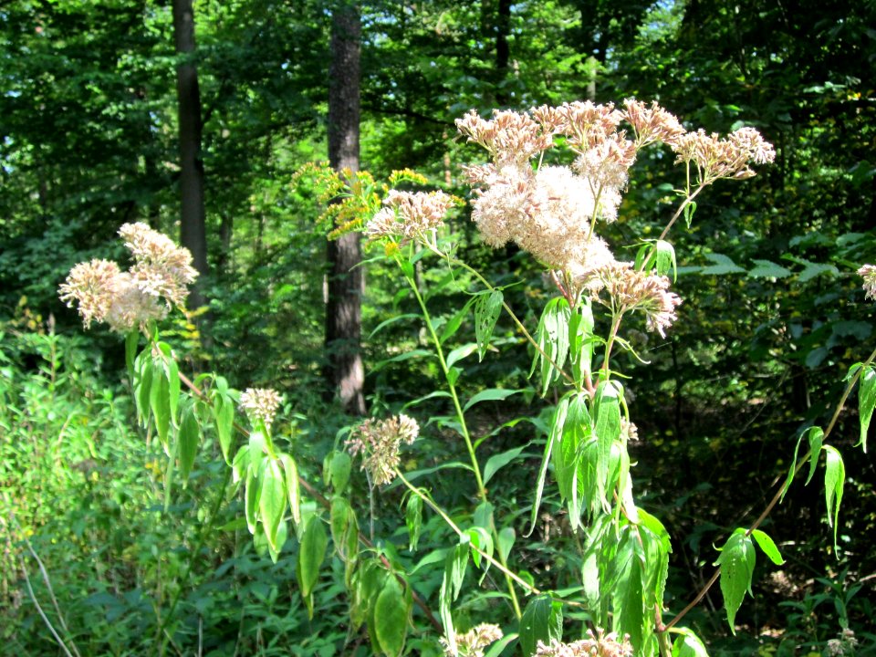 20120819Schwetzinger_Hardt03