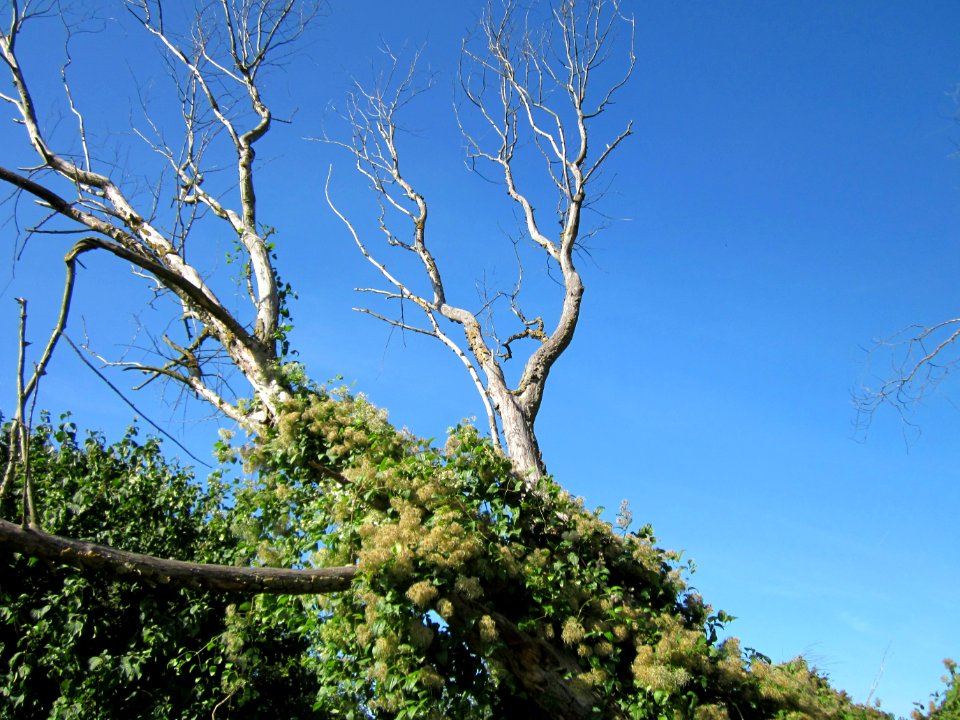 20120906Waldrebe_Rheinhausen3