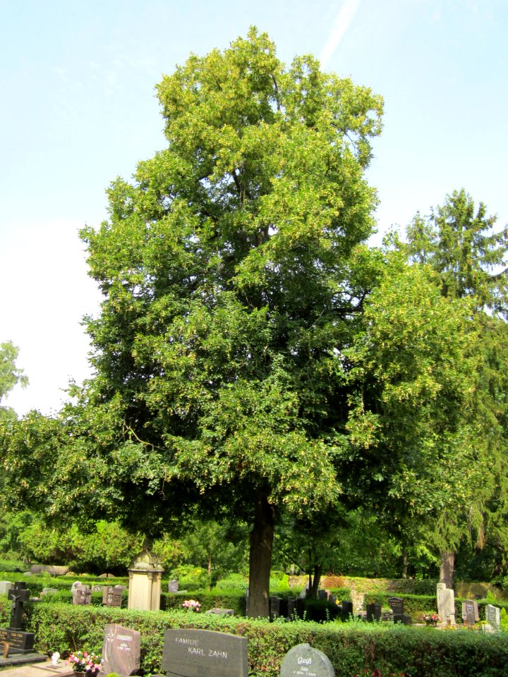 20120821Linde_Friedhof_Hockenheim1