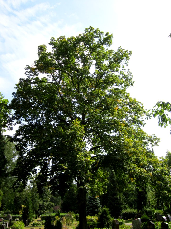 20120821Linde_Friedhof_Hockenheim4