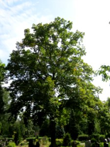 20120821Linde_Friedhof_Hockenheim4