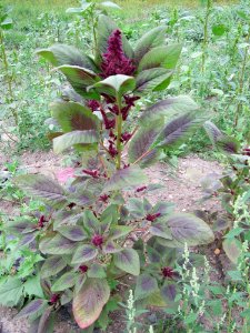 20120905Altlussheim1