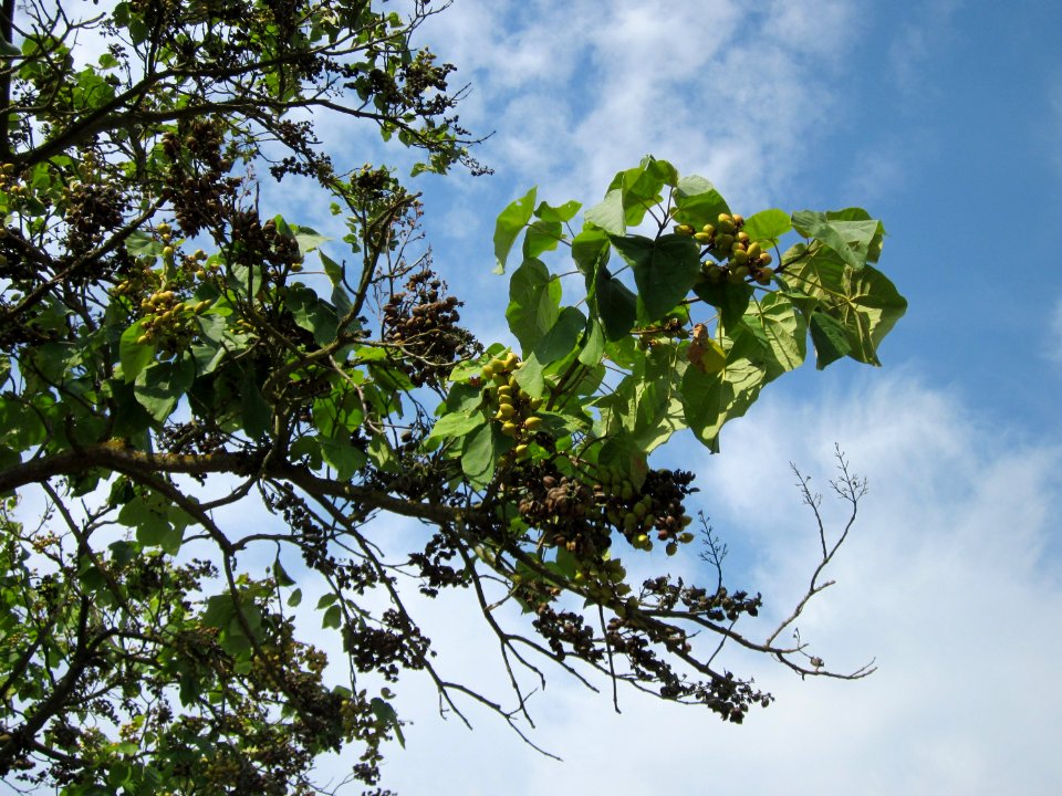 20120905Paulownie_Hockenheim2