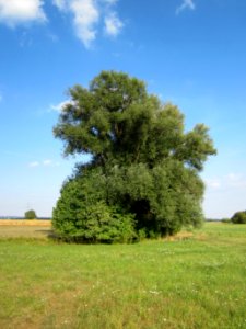 20120904Salix_alba10