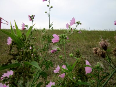 20120905Malve_Altlussheim3