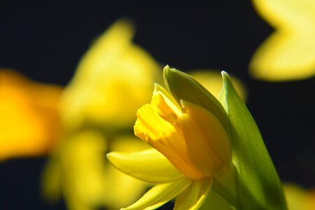 Close up yellow blossom photo