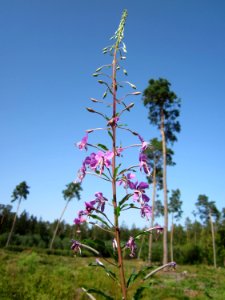 20120819Schwetzinger_Hardt17