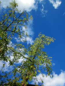 20120826Esche_Staden2