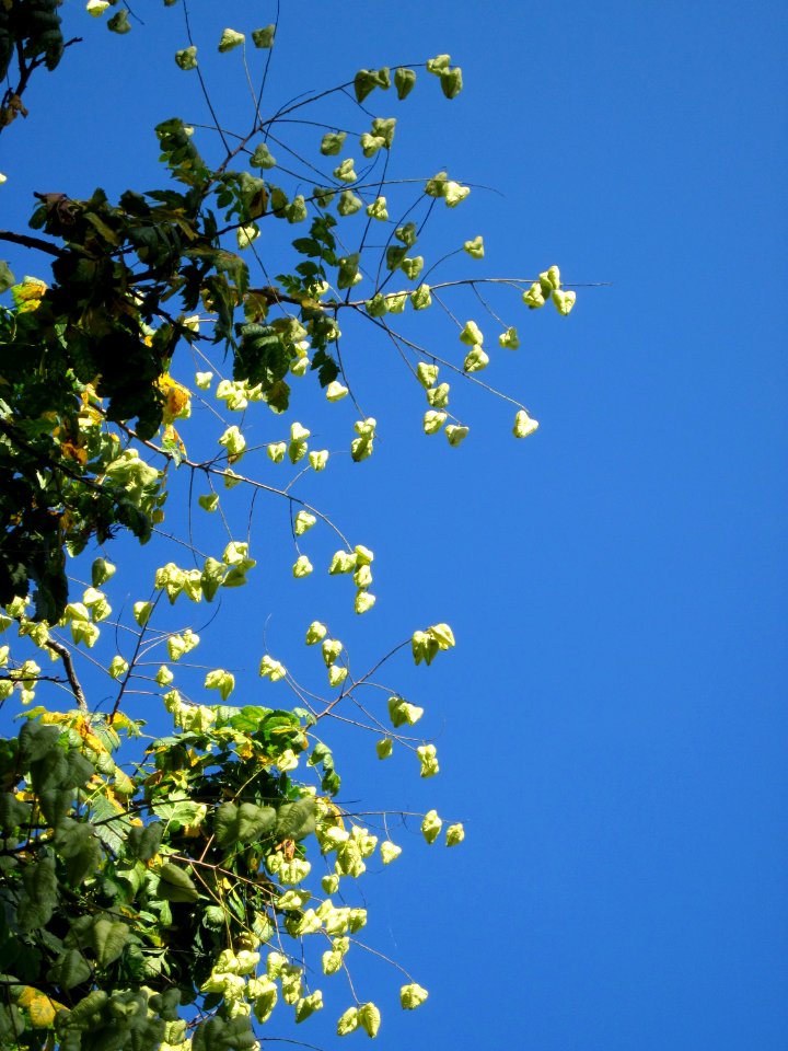 20120827Blasenbaum_Schloss_Saarbruecken5