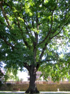 20120827Eiche_Saarbruecken3