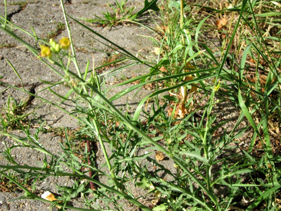 20120819Rauke_Ketsch2