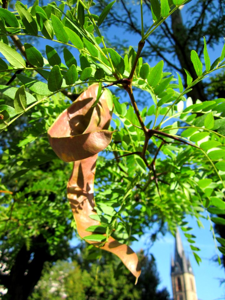 20120827Gleditsia_triacanthos5