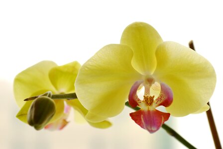 Lemon beautiful flower plants