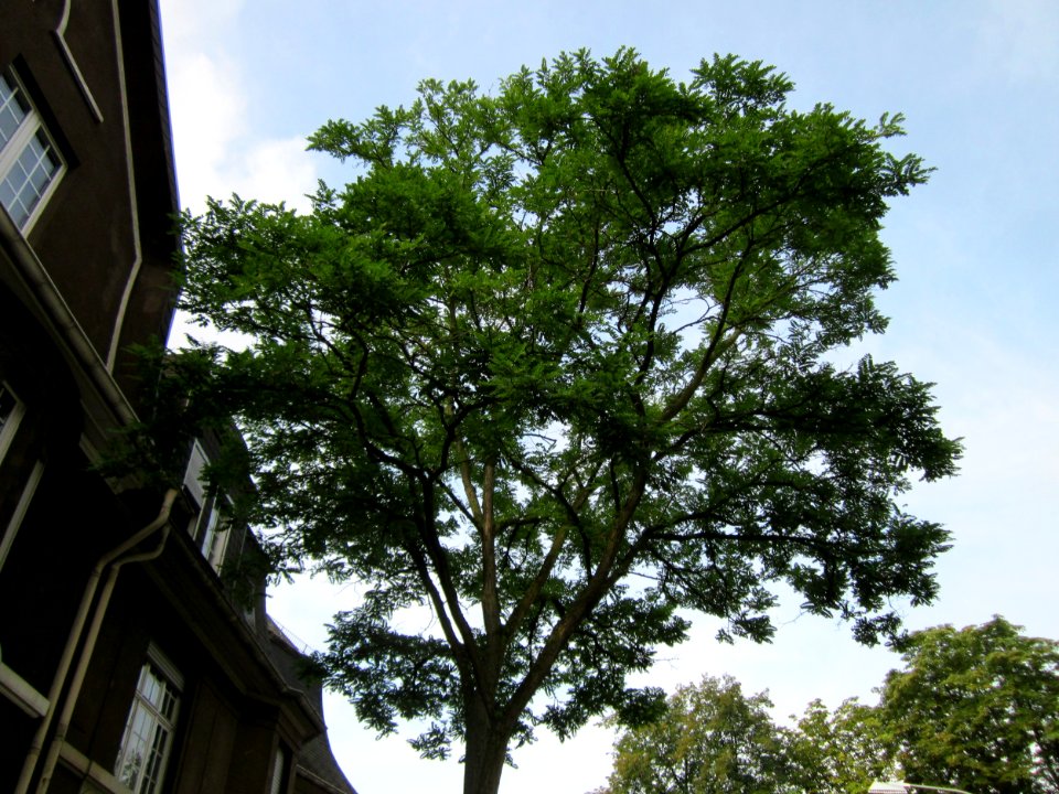 20120824Robinie_Graf-Johann-Str_Saarbruecken1