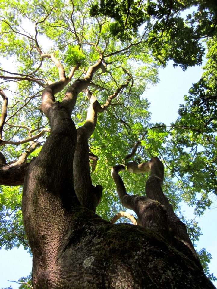 20120827Goetterbaum_Saarbruecken2