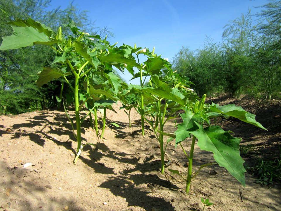 20120906Datura_stramonium1