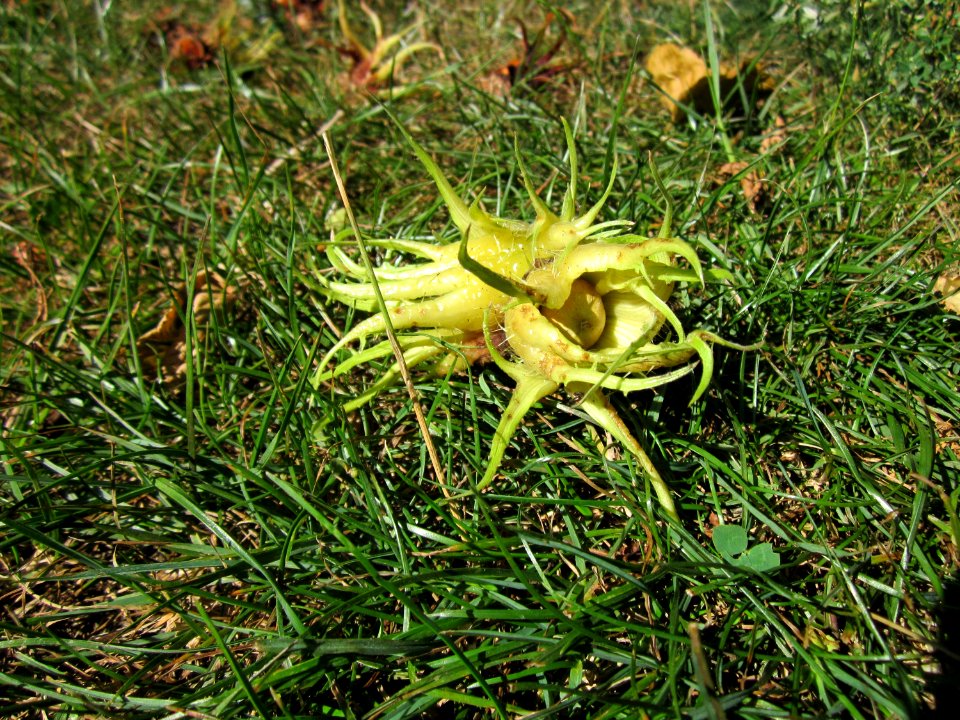 20120827Baumhasel_Saarbruecken6