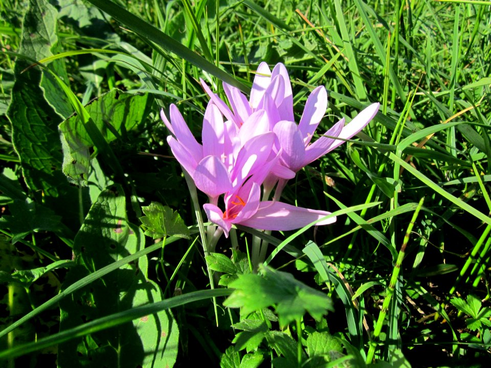 20120906Herbstzeitlose_Rheinhausen5