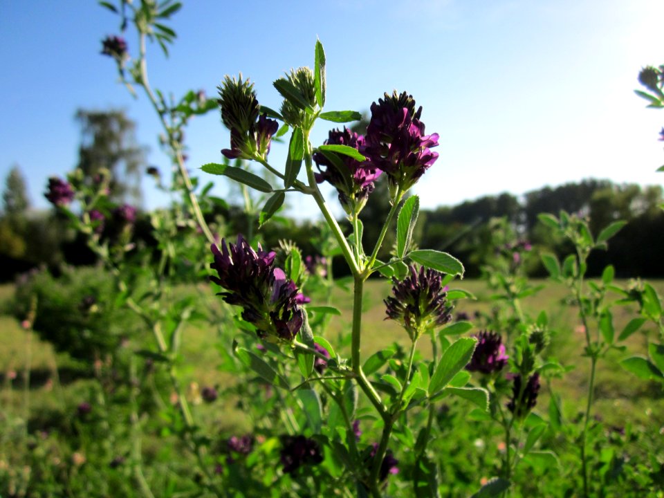 20120906Medicago_×_varia4