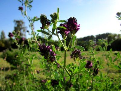 20120906Medicago_×_varia4