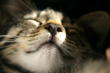 Nose sun pleasure