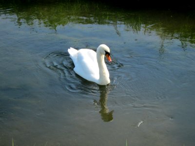 20120904Schwaene_Reilingen4